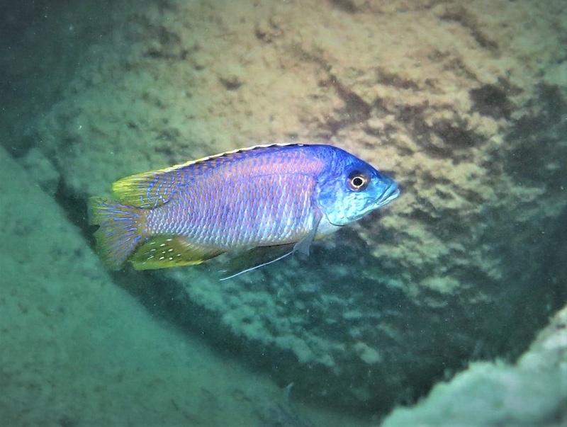 Otopharynx sp. 'heterodon nankumba' Malawi NP